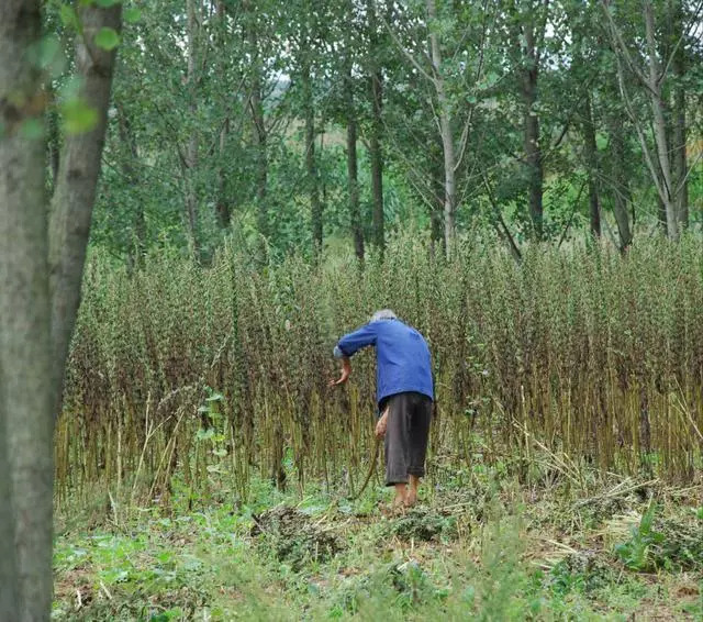 项城农村收芝麻的场景,看到这个想家了.